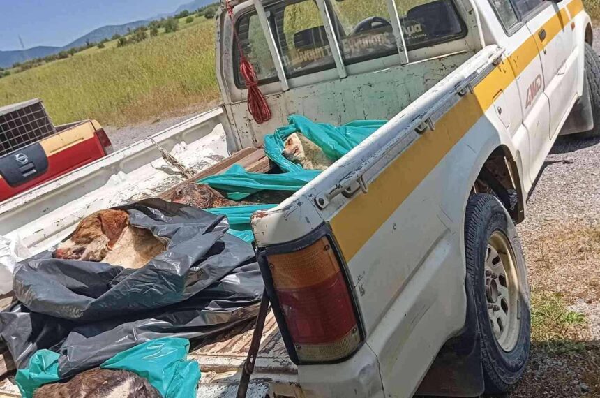 adespota zoa sto dhmo tripolhs Αδέσποτα ζώα στον Δήμο Τρίπολης